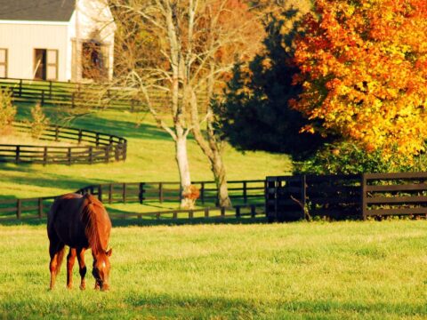 Agricultural Gems: Growing Corn and Other Crops on Kentucky Farmland