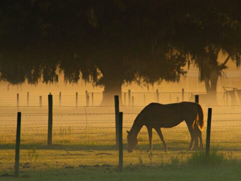 Investing in Horse Farm Land in Kentucky