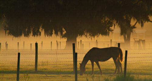 kentucky horse farm land